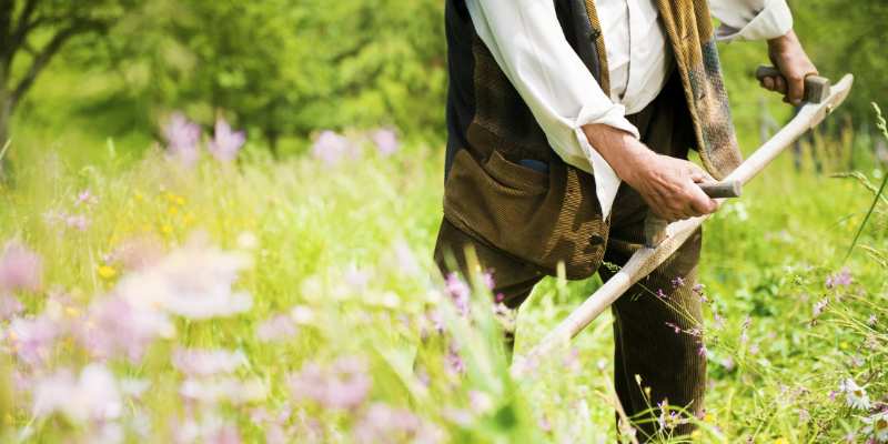 scything wild flowers