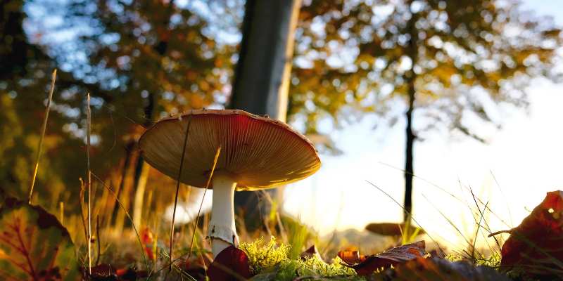 Autumn mushroom