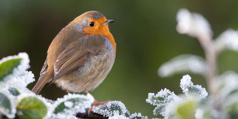frosty robin (800 x 400 px) (2