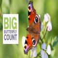 The Big Butterfly Count